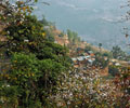 dhading