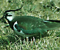 bird watching tours