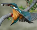 bird watching tours