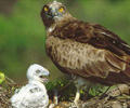 bird watching tours