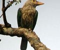 bird watching tours