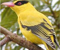 bird watching tours